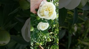 Пионы Кэролл, Примавере и Афины