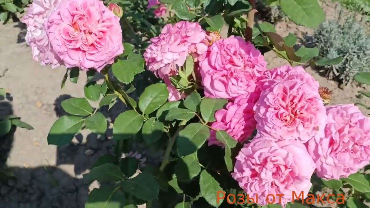 Обзор роз 31 08 2023 смотреть онлайн