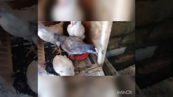 Инкубацию куриных яиц в инкубаторе норма луппер на 72 яйца.