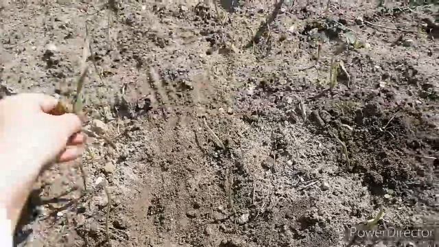 Всех с праздником а мы идём на огород. смотреть онлайн