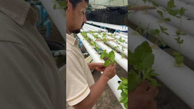 Точно! Теперь займусь гидропоникой! смотреть онлайн