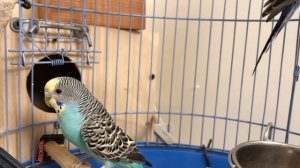 Волнистые попугаи в HD