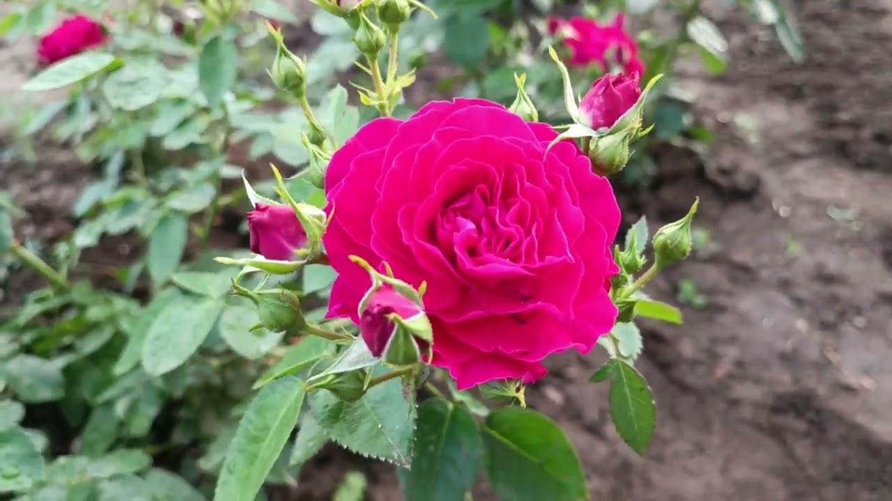 Питомник роз от Макса 06.06.2024 смотреть онлайн