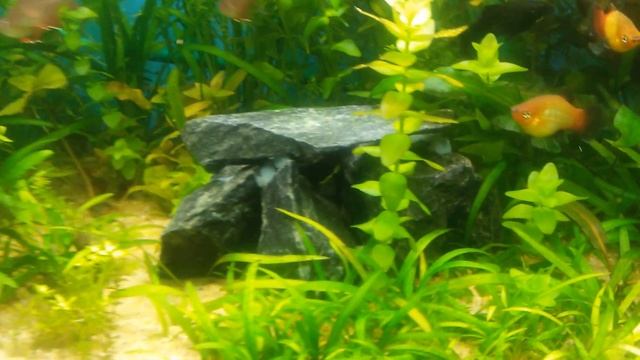 Макробрахиум с живородками