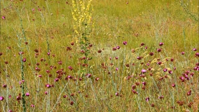 Степь да степь кругом - HD - Steppe around смотреть онлайн