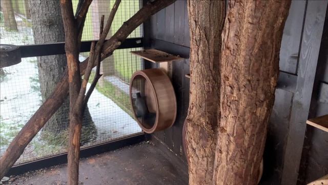 Содержание белок в вольере.Черные белки. смотреть онлайн