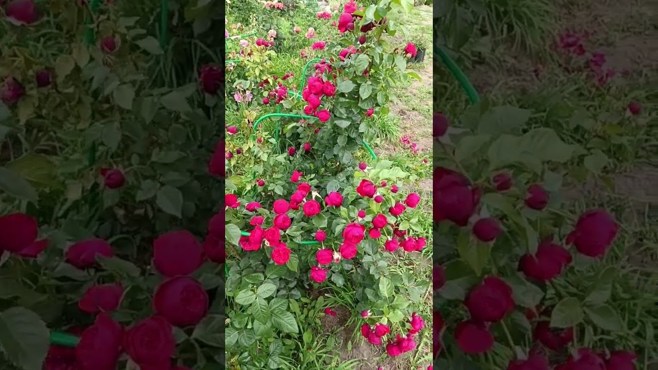 Pianо Пиано Evers Германия, 2007Чайно-гибридные Hybrid Tea смотреть онлайн