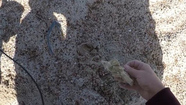 ROCKPORT Beach Hunt-This made me HAPPY!! смотреть онлайн