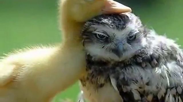 Бог любит малых воробьев - детям смотреть онлайн