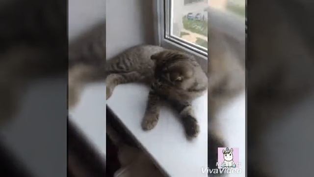 😻Мы завели котейку 😻 смотреть онлайн