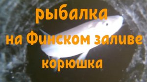 Корюшка Финский залив