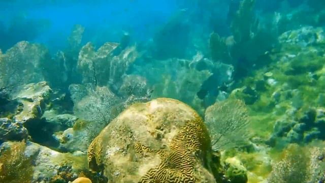 snorkel 2016 смотреть онлайн