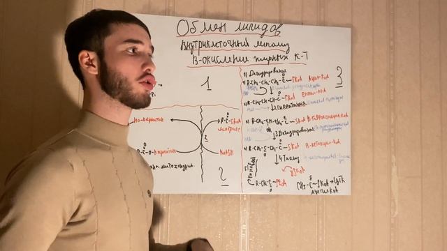 Обмен Липидов часть 1. Внутриклеточный липолиз . В-окисление жирных кислот. смотреть онлайн