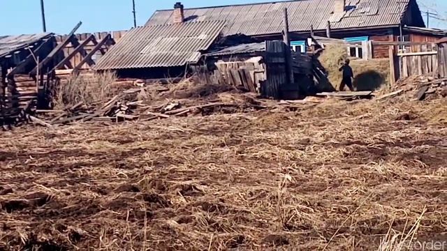 переносим сено с огорода/к/загону.вообщем заготовка сена. смотреть онлайн