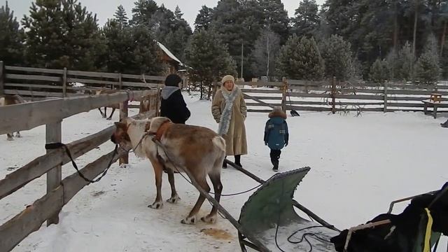 Северные олени в наших краях смотреть онлайн
