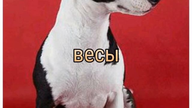Какая я ты собачка по знаку зодиака???? смотреть онлайн