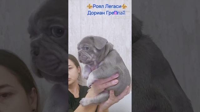 ⚜️Роял Легаси⚜️kennel