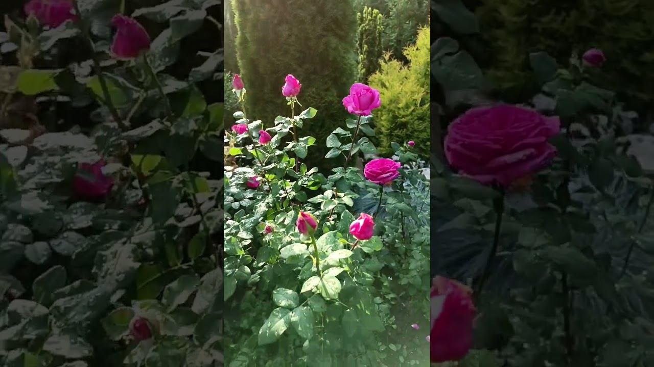 ЛОЛИТА ЛЕМПИКА смотреть онлайн