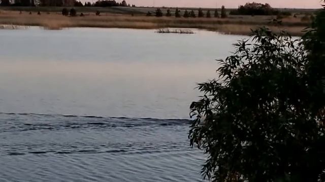 Карталинский район лебеди полюбили смотреть онлайн