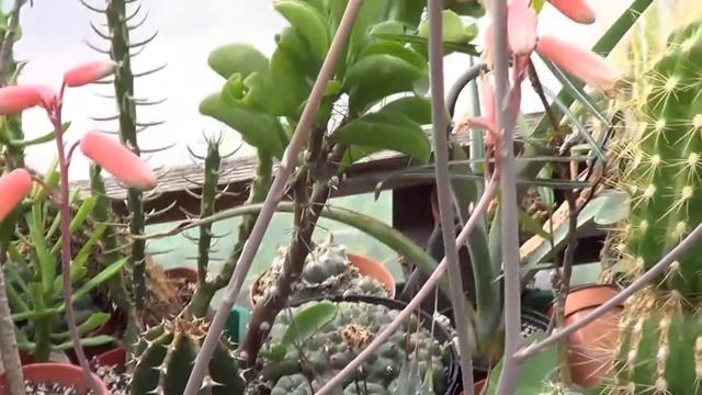 The Plant Traveller: 'Aloe 'Sunrise' small hybrid aloe смотреть онлайн