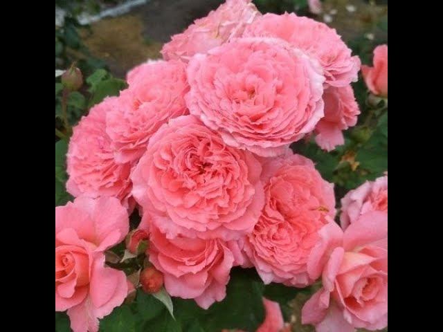 Новые сорта роз смотреть онлайн