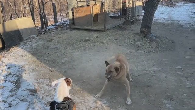 Прогулка с амстаффом #амстафф #собака #dog #amstaff #pitbull смотреть онлайн