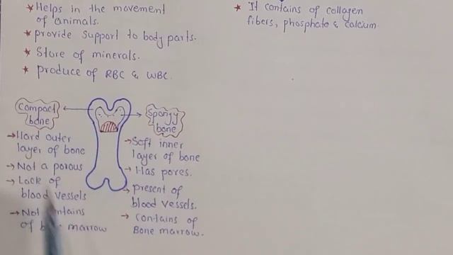 Bone Structure And Functions | Compact And Spongy Bone | Class 10 Biology смотреть онлайн