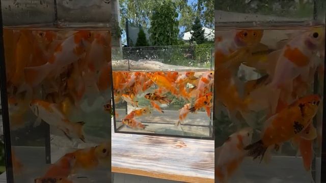 Караси-кометы на Fish-City в Минске 🐠 смотреть онлайн