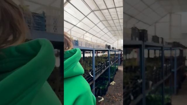 ИДЕАЛЬНАЯ ПОЧВА ДЛЯ КЛУБНИКИ 🍓 #питомникросток #питомникрастений #саженцы смотреть онлайн
