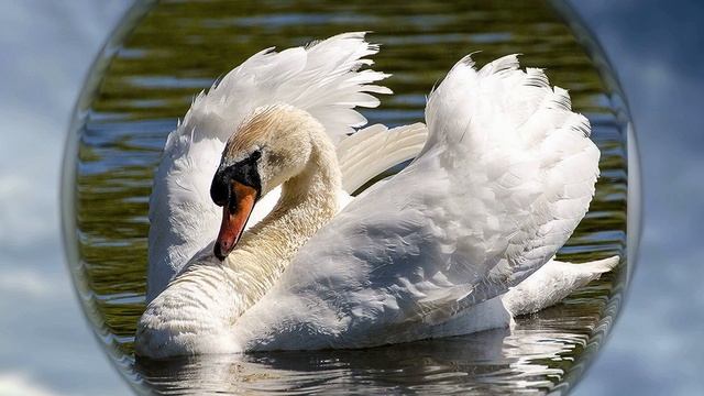 Лебединая верность смотреть онлайн