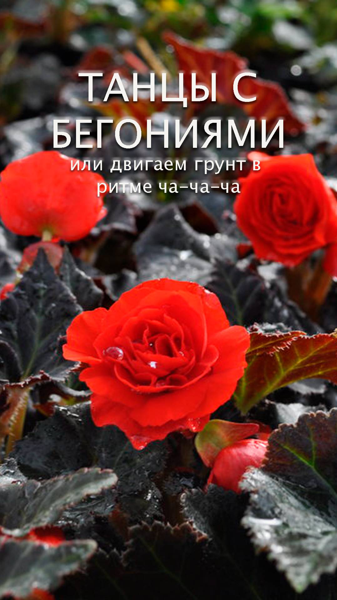 ТАНЦЫ С БЕГОНИЕЙ