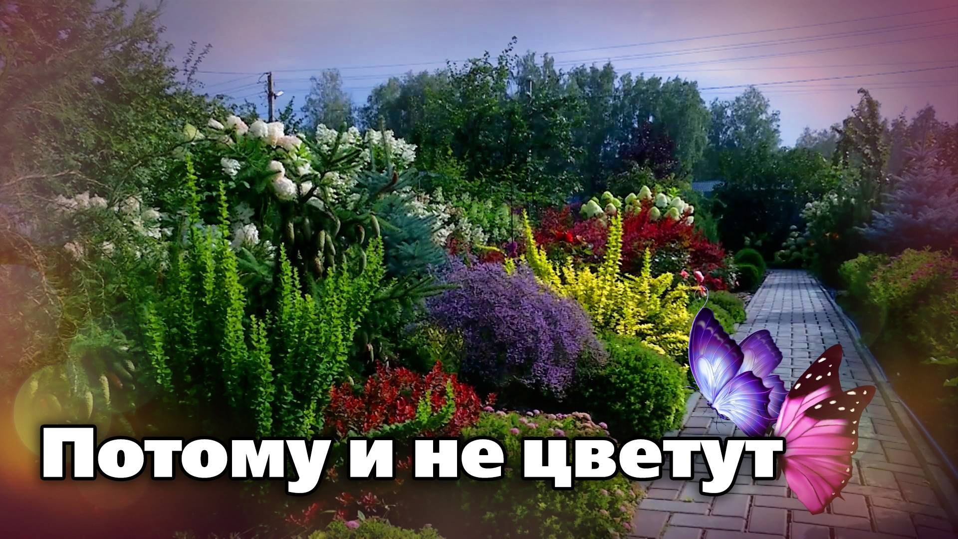 Исправляем ошибки при уходе за цветущими кустарниками. Теперь они будут цвести ошеломительно смотреть онлайн