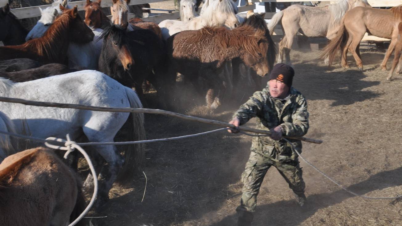 Даага дэллээн в Ушарбае