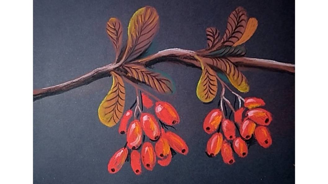 Барбарис. Рисунок сухой пастелью на черной бумаге. смотреть онлайн