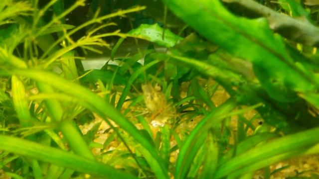 Макробрахиумы в аквариуме