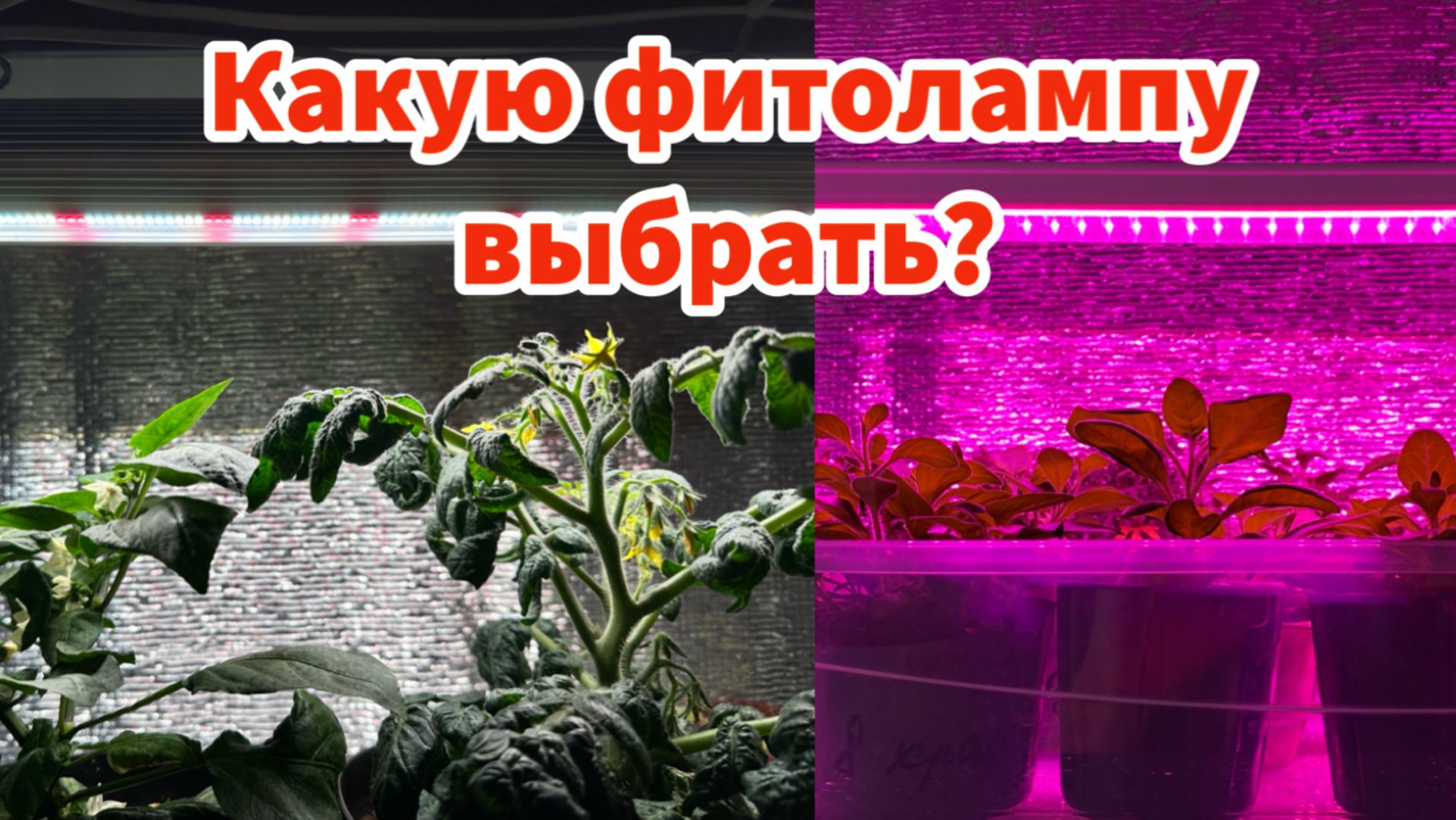 Как выбрать фитолампу для досветки рассады и домашнего огорода смотреть онлайн