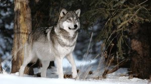 Охранники  Тайги. истории про лес. -