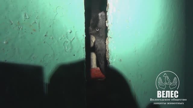 Галка и мусоропровод