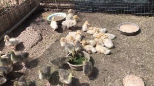 Выращивание Гусят и Утят/ Растут как на дрожжах.