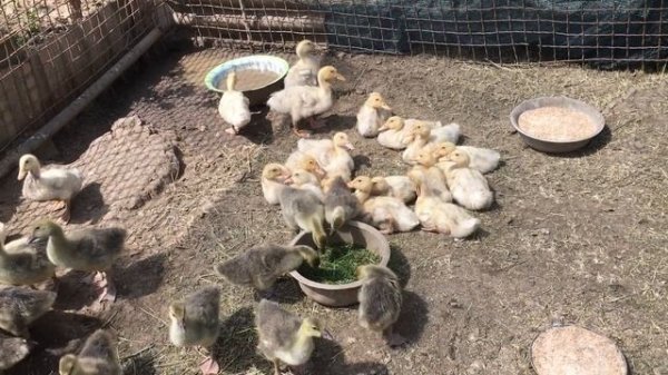 Выращивание Гусят и Утят/ Растут как на дрожжах.