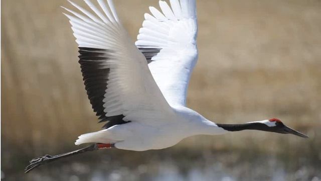 Що найтяжче журавлям Сухомлинський Сказки на ночь Казки на ніч смотреть онлайн