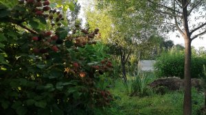 Пермакультурный сад с нуля.