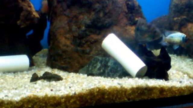 Акара и трубка