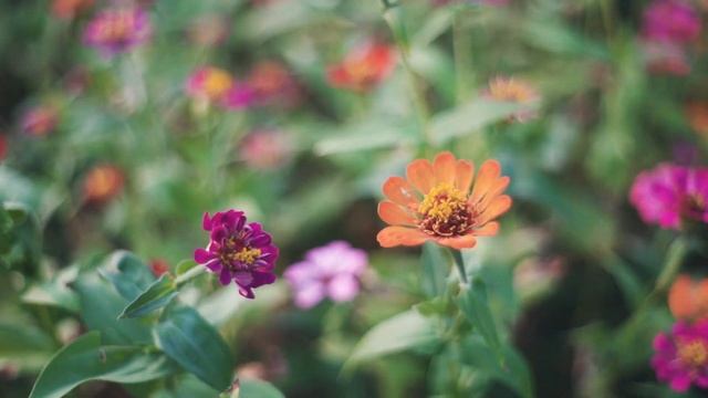 Pentagon 50 mm f1.8 Vintage Lens смотреть онлайн