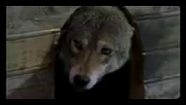 Очень грустное видео((( смотреть онлайн