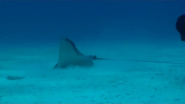 Spotted Eagle Ray HD 720 смотреть онлайн