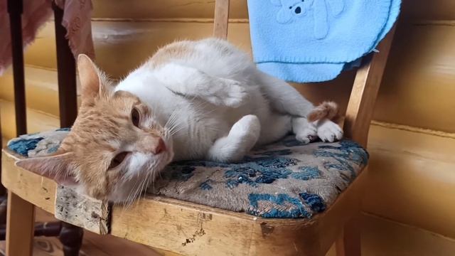Котя,ты маму мава? смотреть онлайн