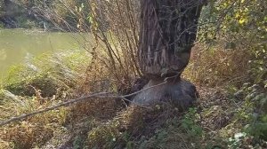 РЫБАЛКА НА СТАРИЦЕ ХОПРА, БОБРЫ И ОПЯТЬ ЩУКА