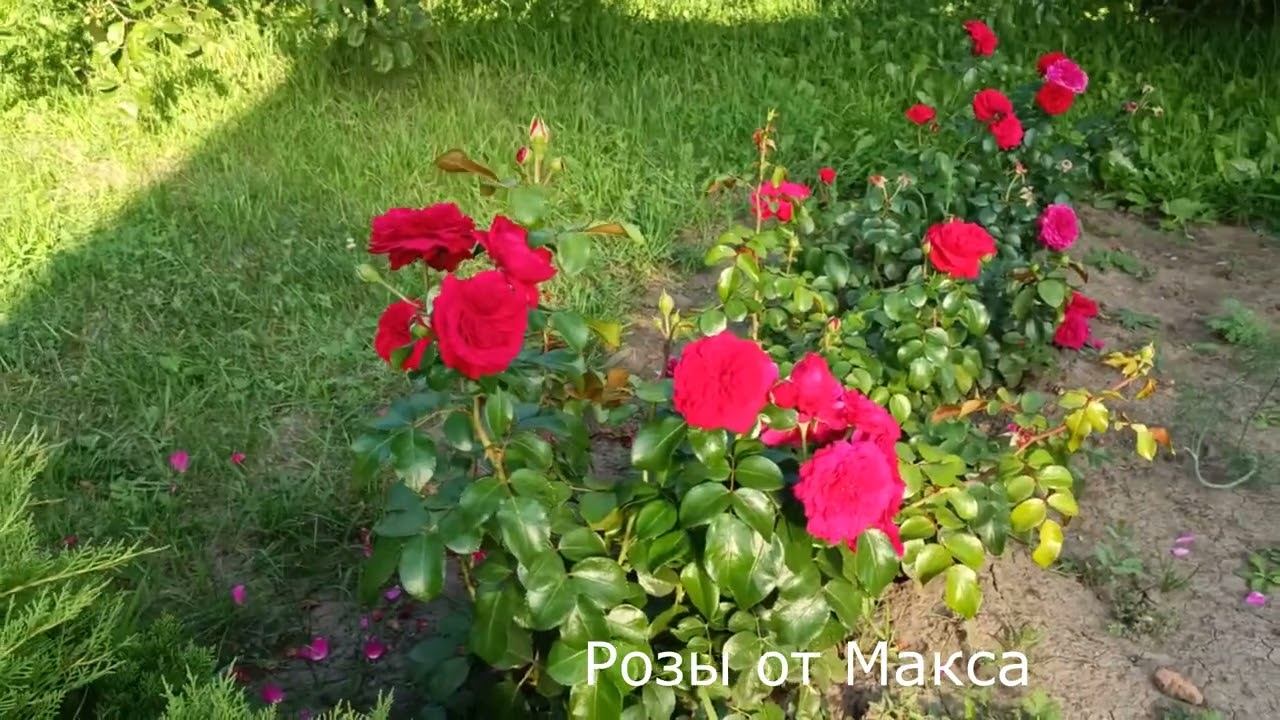 "Ред Леонардо да Винчи Red Leonardo da Vinci" Meilland Франция 2003 смотреть онлайн