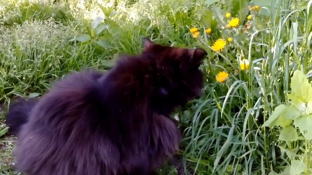 Трын трава 🌿 смотреть онлайн